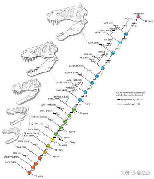 The life of a tyrannosaur is divided into 21 stages, two of which are extremely important and help them become big - Photo 2.