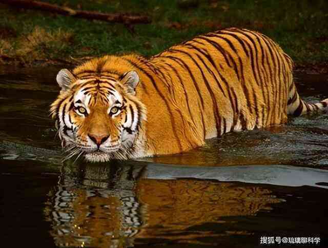 Vì sao Trung Quốc lại quyết định thả 5 con hổ Hoa Nam vào đồng cỏ châu Phi?- Ảnh 4.