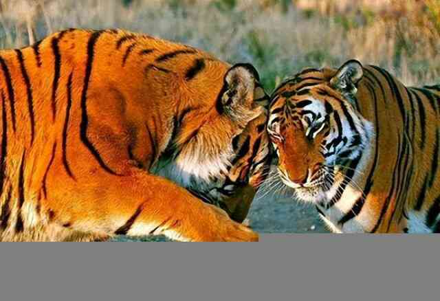 Vì sao Trung Quốc lại quyết định thả 5 con hổ Hoa Nam vào đồng cỏ châu Phi?- Ảnh 5.