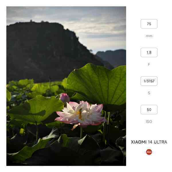 Mang Xiaomi 14 Ultra đi Ninh Bình chụp sen: Nhiều mức zoom lợi thế vô cùng, chụp macro rất vui nhưng có 1 điểm trừ to cần xử lý gấp- Ảnh 2.