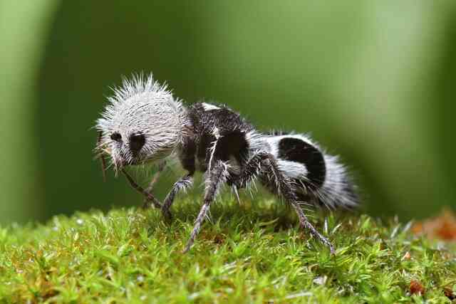 Panda ant: Dù có tên gọi là kiến, nhưng thực chất chúng lại là những con ong bắp cày