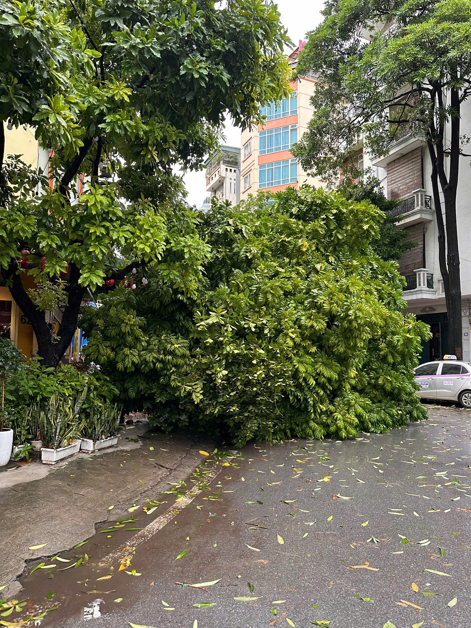 Loạt clip ghi lại sự tàn phá dữ dội của bão YAGI: Tàu du lịch bị đánh lật, nhiều toà nhà bật tung kính, cây xanh bật gốc đổ la liệt- Ảnh 15.