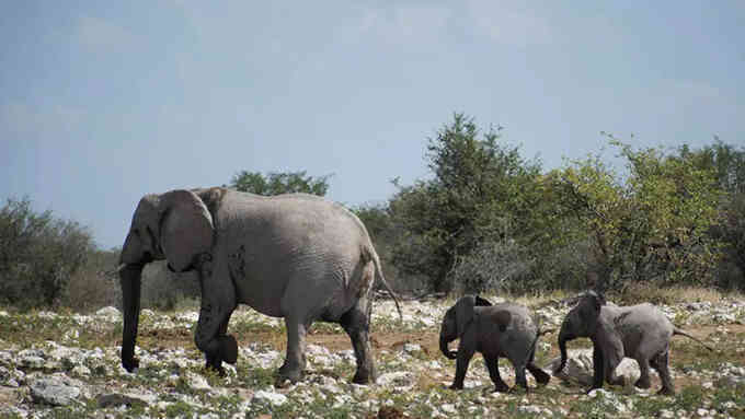 Namibia rao bán 170 con voi