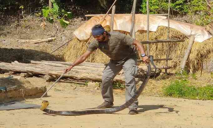 Biệt đội giải cứu rắn hổ mang chúa