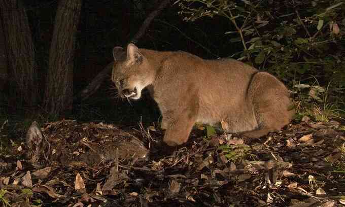 Gấu đen trộm mồi của báo puma