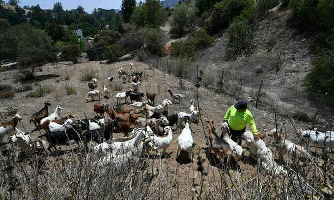 California thả dê chống cháy rừng