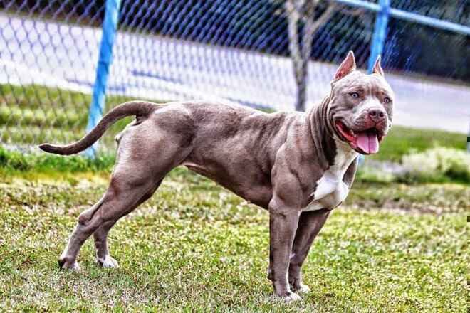 Chó Becgie gây sự với Pitbull và cái kết