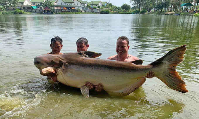 Cá tra dầu gần 200 kg cắn câu