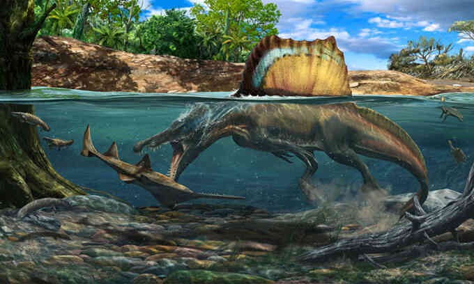 Thêm bằng chứng quái vật Spinosaurid bơi lặn tốt