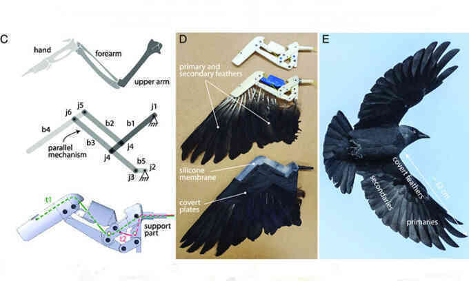 Cánh robot giúp drone bay như chim