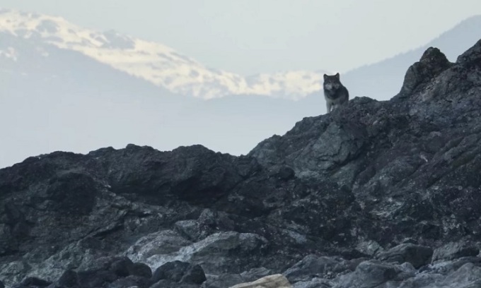 Chó sói săn rái cá Alaska