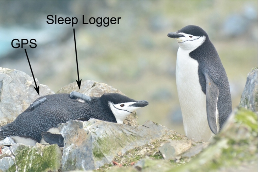Loài chim độc đáo ngủ hơn 10.000 lần mỗi ngày - 2