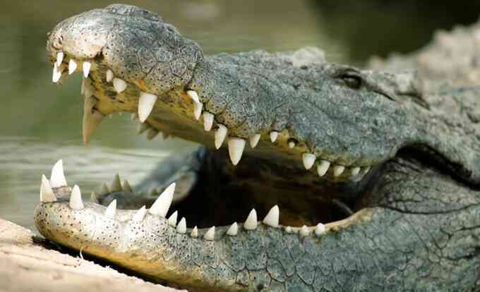 Cạy hàm cá sấu, người đàn ông may mắn sống sót dù bị ngoạm trúng đầu - 1