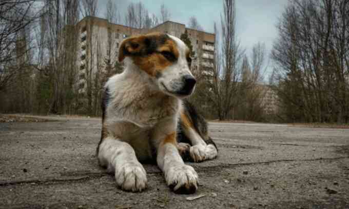 Khả năng tiến hóa nhanh của chó ở Chernobyl