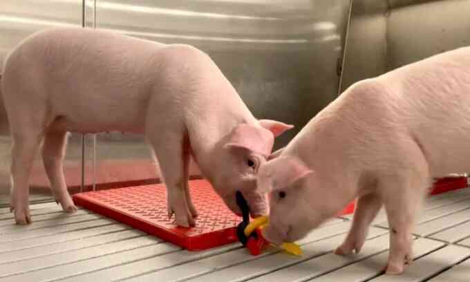 Lợn sạch nhất thế giới chuyên dùng để lấy tạng