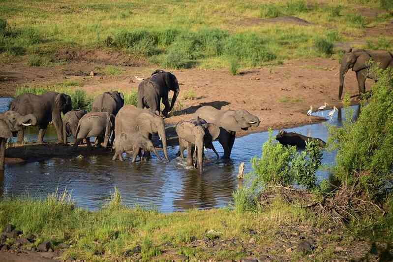 Zimbabwe giết hàng trăm con voi để lấy thịt